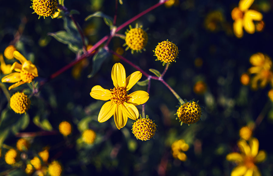 Arnica Homeopática